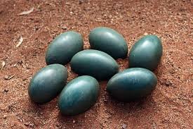 Emu Eggs